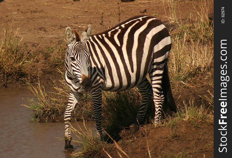 Maasai mara zebra. Maasai mara zebra