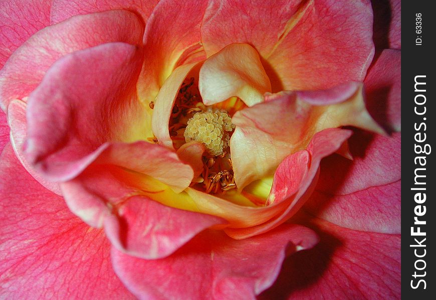 The center of a pink and yellow rose