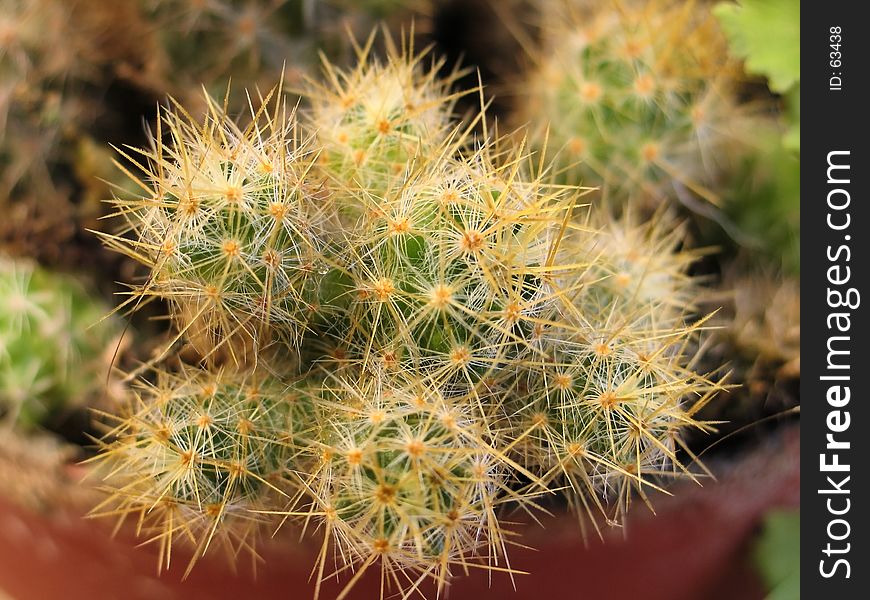 Potted cactus houseplant,stacks