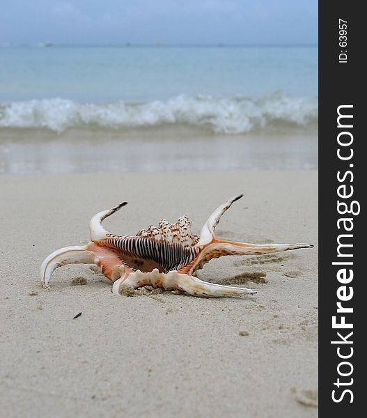 Sea shell on the beach