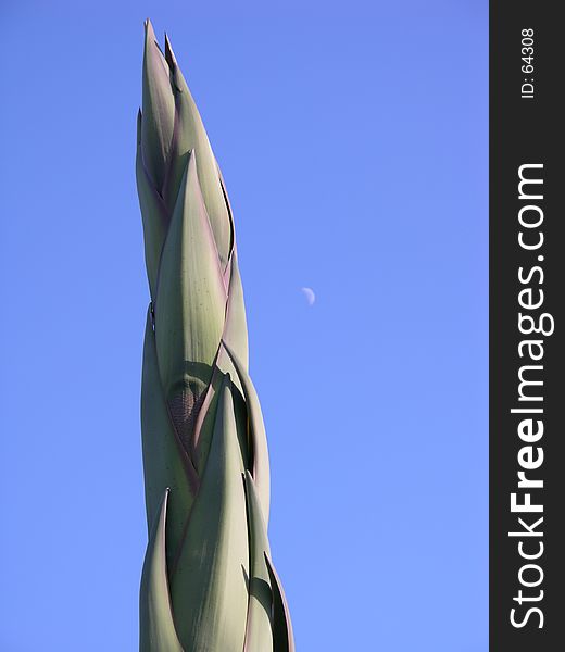 Stalk of a Century Plant with the moon on the side.