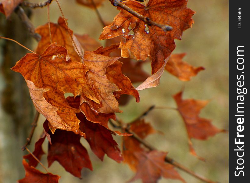 Orange-brown maple leaves. Orange-brown maple leaves