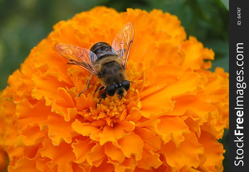 Bee on a orange flower closeup. Bee on a orange flower closeup