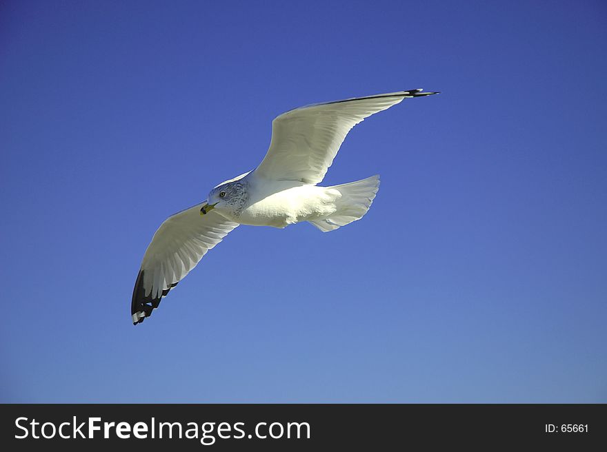 Seagull With Wings Spread and Soaring. Seagull With Wings Spread and Soaring