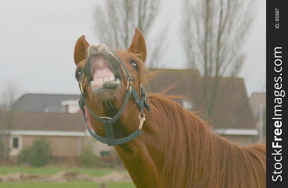 Horse (a foal of 7 months) is laughing. Horse (a foal of 7 months) is laughing