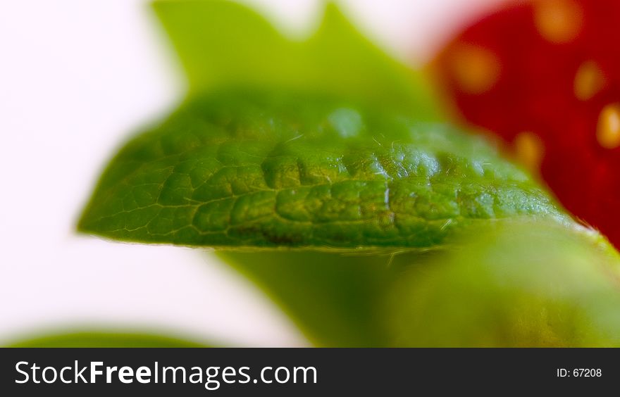 Macro image of a Strawberry green leaf. Macro image of a Strawberry green leaf