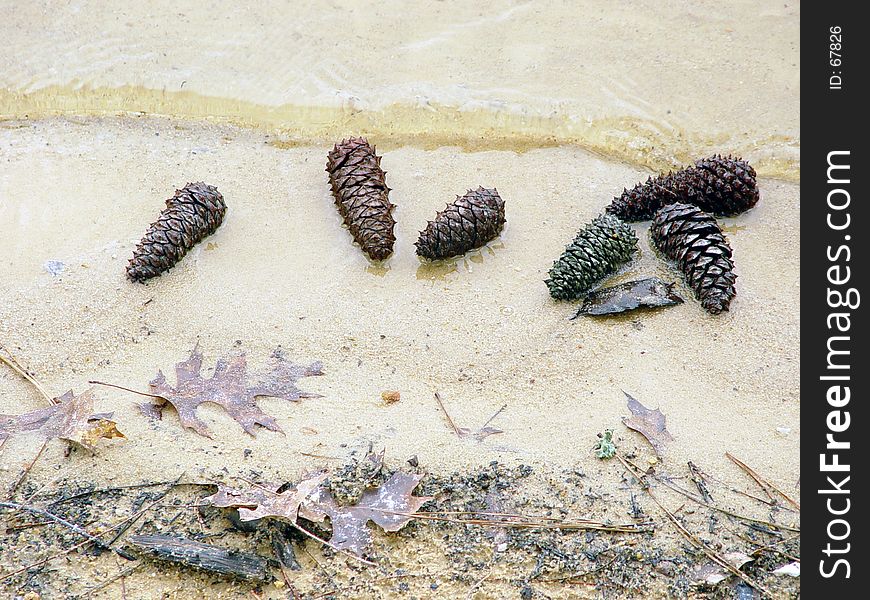 Pine cones abstract washed ashore. Pine cones abstract washed ashore