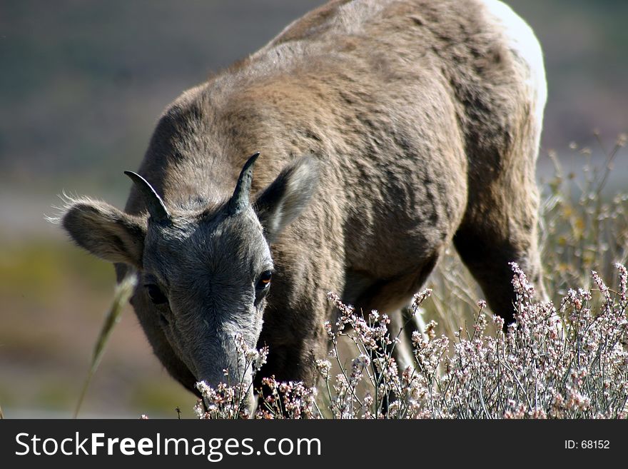 Youth Desert Big Horn Sheep. Youth Desert Big Horn Sheep