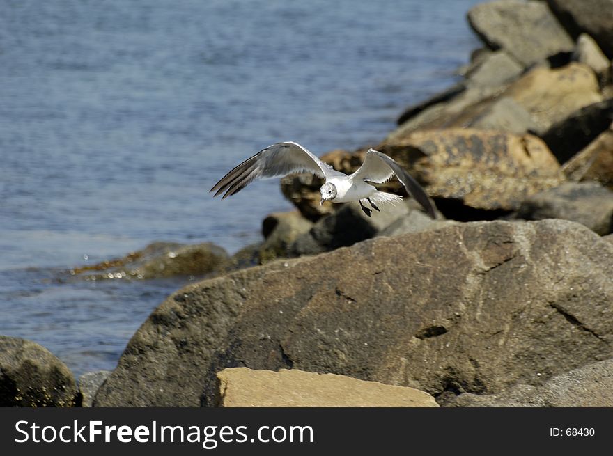 A Seagull taking off from a rock. A Seagull taking off from a rock