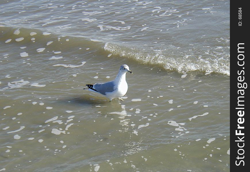 White bird walking through water on Shore of South Carolina Hilton Head. White bird walking through water on Shore of South Carolina Hilton Head