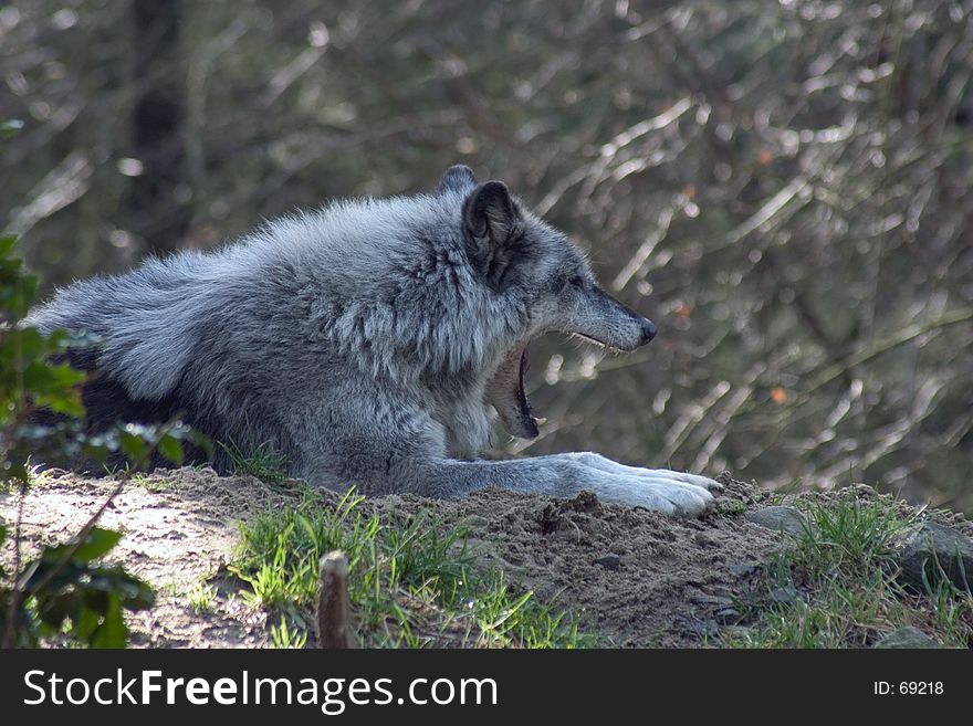 Grey wolf taking a break to yawn and stretch. Grey wolf taking a break to yawn and stretch.