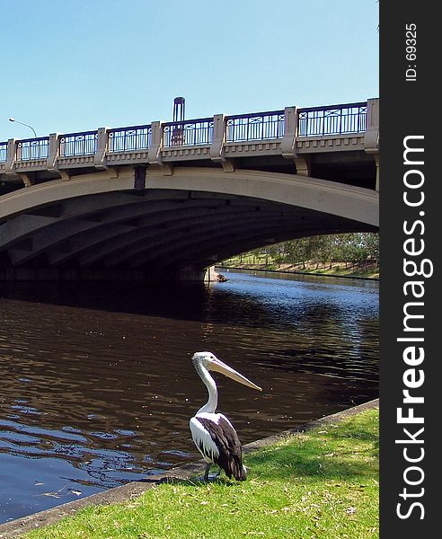 Pelican and Bridge