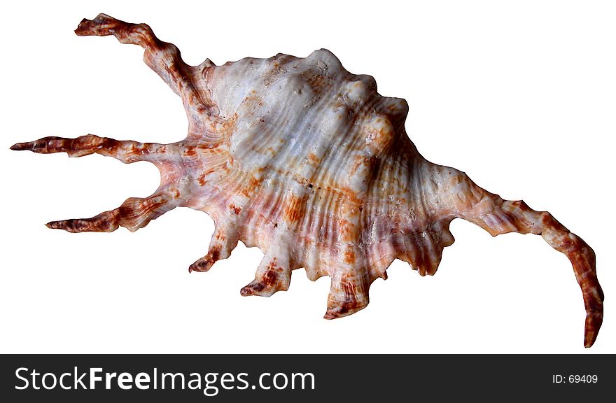 A interesting natural shell shape-isolation. A interesting natural shell shape-isolation.