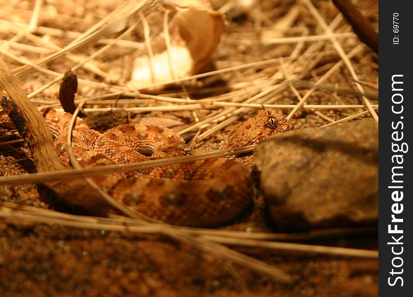 Small Coiled Puff Adder