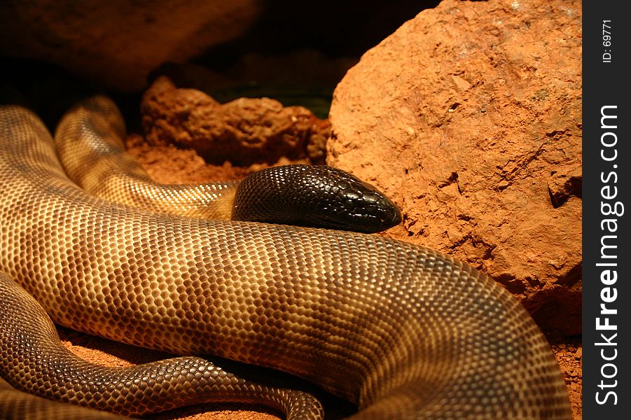 Coiled blackheaded Snake