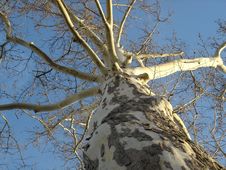 Old Tree Royalty Free Stock Images Old Tree Royalty Free Stock Images