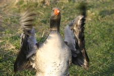 Greylag Goose Show Off Royalty Free Stock Photos