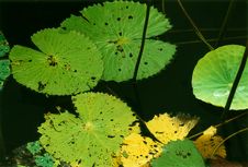 Lotus-leaf Stock Photography
