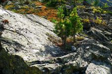 Small Firs On The Big Stone. Stock Photography Small Firs On The Big Stone. Stock Photography