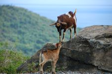 Goat Battle Royalty Free Stock Image Goat Battle Royalty Free Stock Image