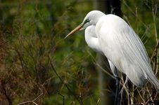 Common Egret Stock Photos Common Egret Stock Photos