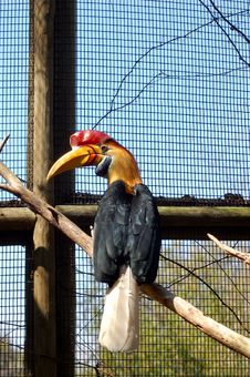 Hornbill Stock Photo