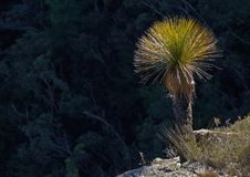 Grass Tree Royalty Free Stock Photo Grass Tree Royalty Free Stock Photo