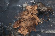 Leaf In Ice Stock Images Leaf In Ice Stock Images