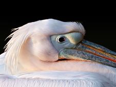 Pelican S Head Royalty Free Stock Photo Pelican S Head Royalty Free Stock Photo