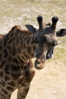 Giraffe Stock Image Giraffe Stock Image