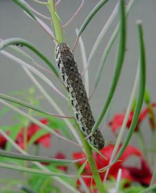 Caterpillar Of The Butterfly Of Family Sphingidae On Chamaenerion Angustifolium. Royalty Free Stock Photo