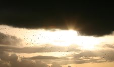 Birds Crossing Stock Photo Birds Crossing Stock Photo