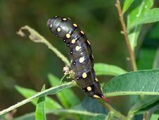 Caterpillar Of Butterfly Celerio Galii On Chamaenerion Angustifolium. Stock Images Caterpillar Of Butterfly Celerio Galii On Chamaenerion Angustifolium. Stock Images