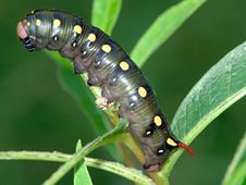 Caterpillar Of Butterfly Celerio Galii On Chamaenerion Angustifolium. Royalty Free Stock Photo Caterpillar Of Butterfly Celerio Galii On Chamaenerion Angustifolium. Royalty Free Stock Photo