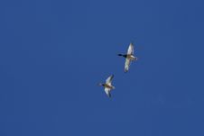 Pair Of Ducks Royalty Free Stock Photo Pair Of Ducks Royalty Free Stock Photo