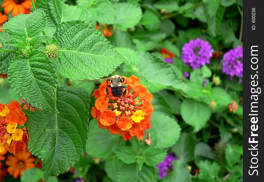 Bee on flower. Bee on flower