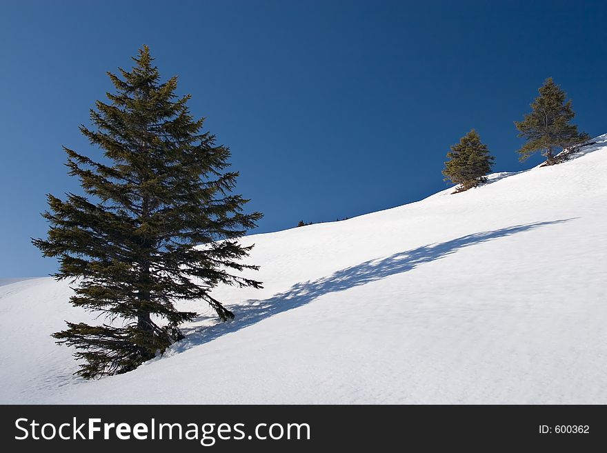 Trees and shadows in snow field