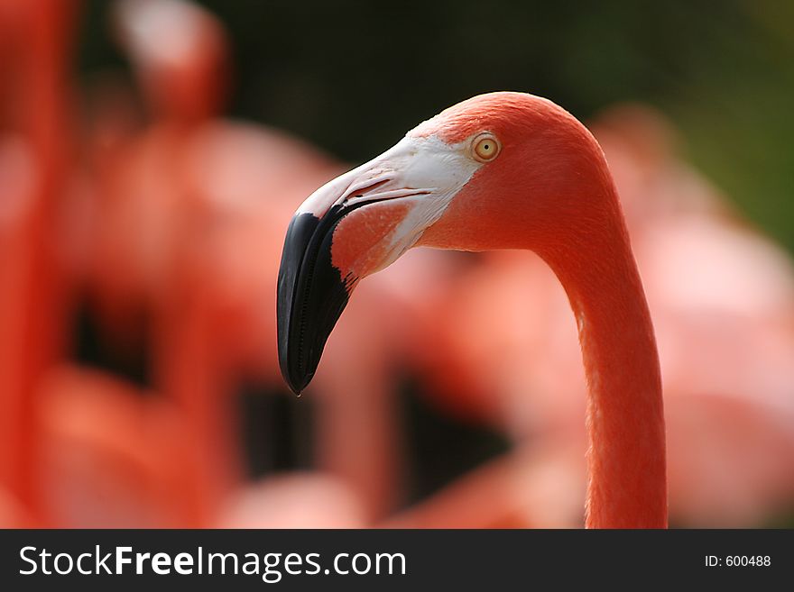 Profile of a Pink Flamingo with several other birds in the blurred background.