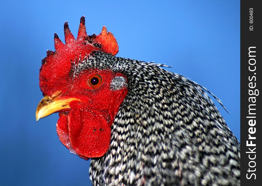 Barred Rock Rooster. Barred Rock Rooster