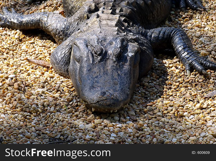 Close up of a gator's head. Close up of a gator's head.