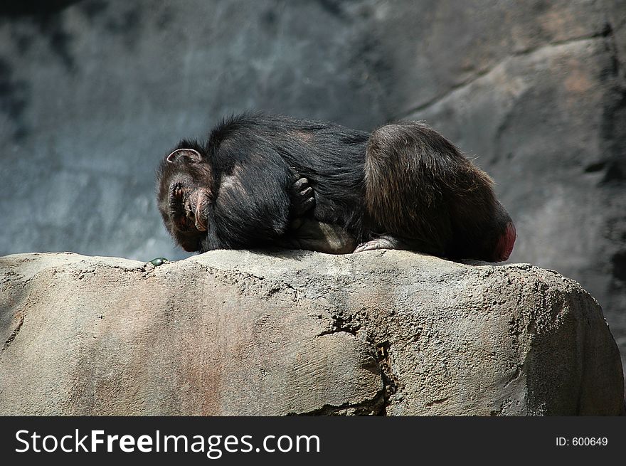 Chimpanzee sleeping on a rock