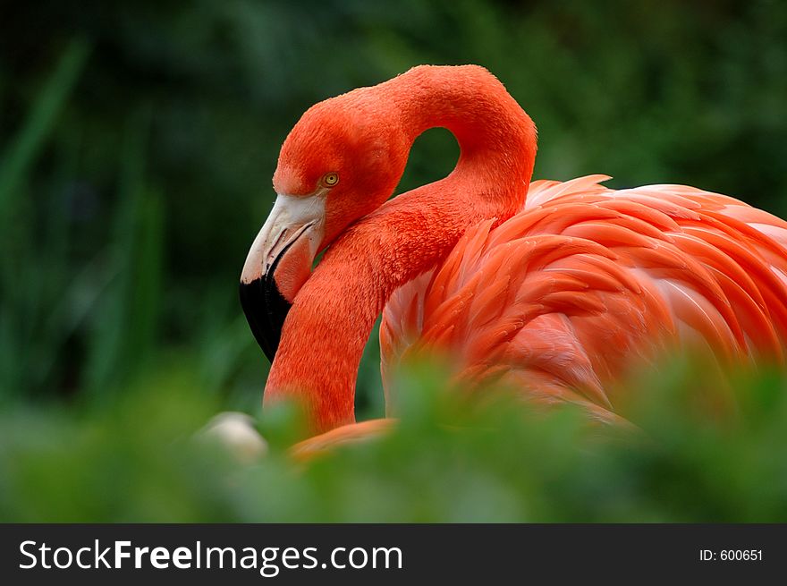 Flamingo in the grass. Flamingo in the grass