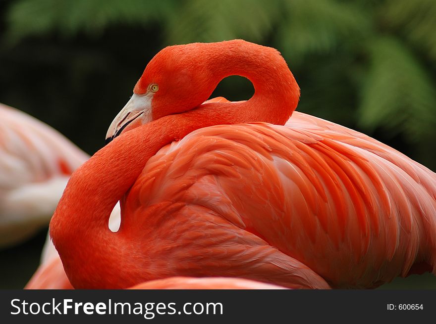 Flamingo resting. Flamingo resting