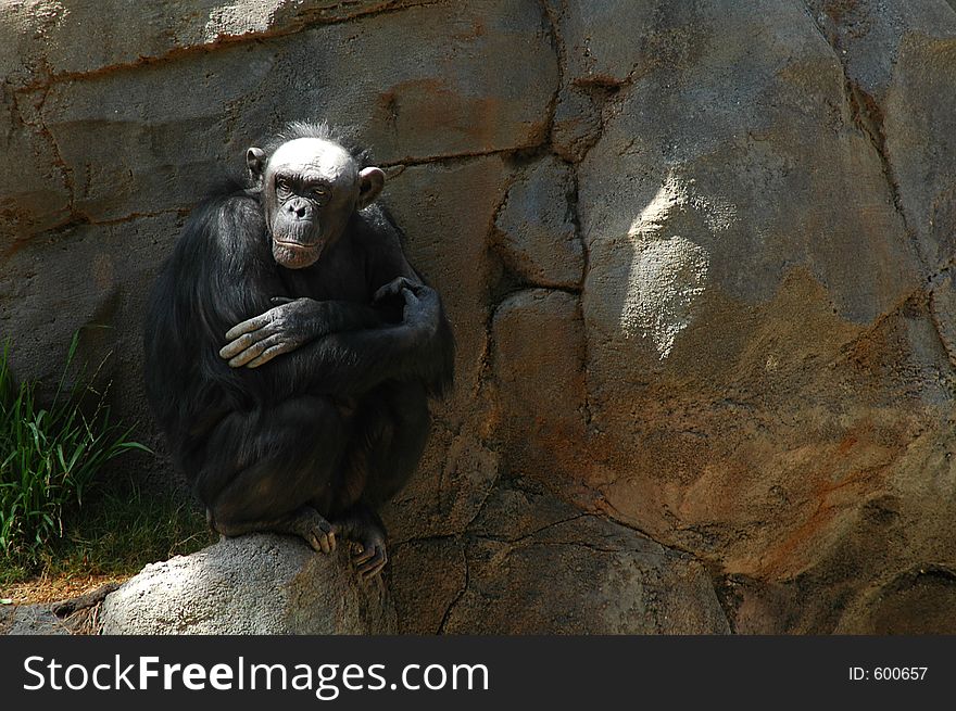 Chimpanzee meditating on a rock. Chimpanzee meditating on a rock