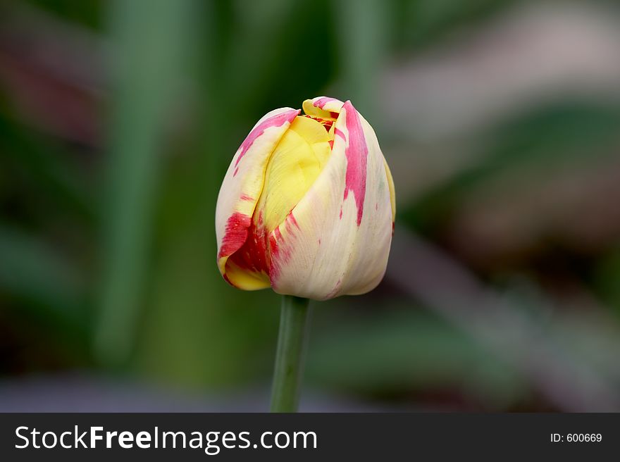 Holland tulip about to open up during springtime. Holland tulip about to open up during springtime.