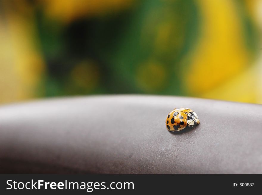 Ladybug with colorful background. Ladybug with colorful background.