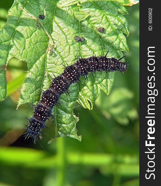 Caterpillar of butterfly Nymphalis io.