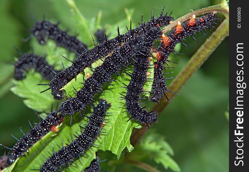 Caterpillars Of Butterfly Nymphalis Io.