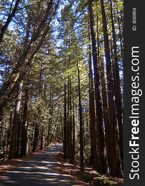 A road through the forest. A road through the forest