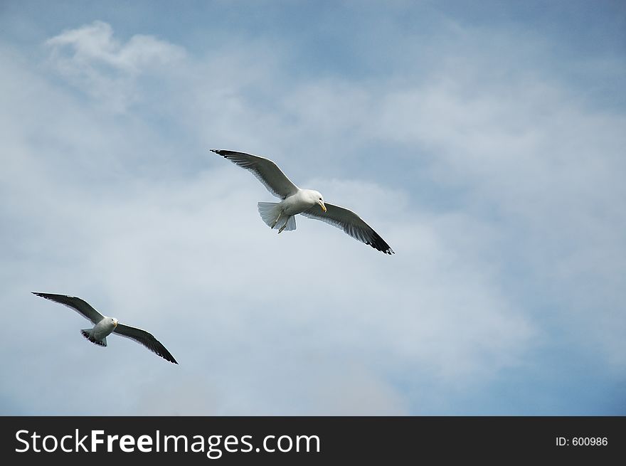 Sea gulls flying in the clouds. Sea gulls flying in the clouds